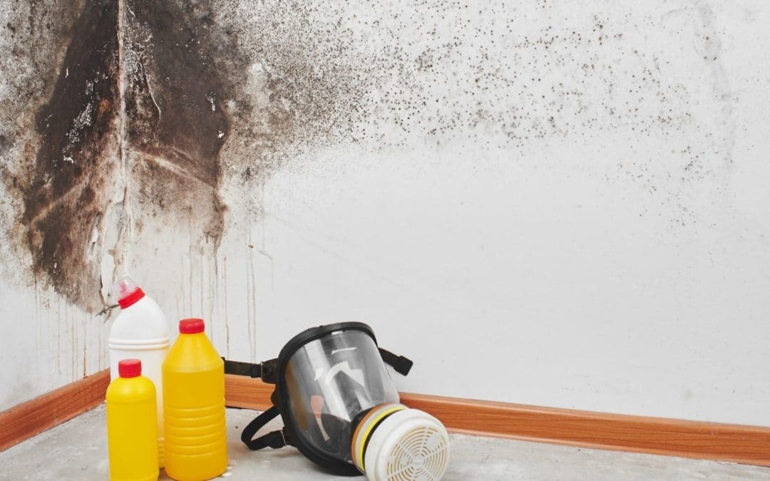 Mold Remediation Service in Brevard County