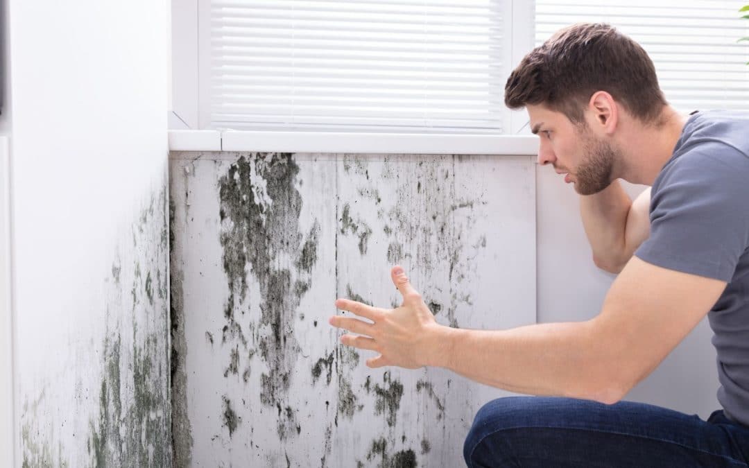 Effective Ways to Remove Mold from Your Walls