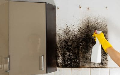 A black mold growing on the wall of a kitchen.