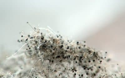 A close up of the seeds on a dandelion.