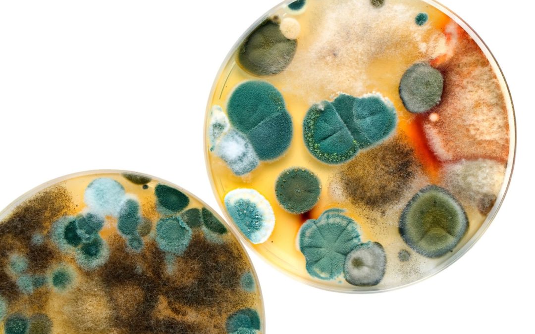 The Top Five Types of Mold in Homes and What to Do About Them