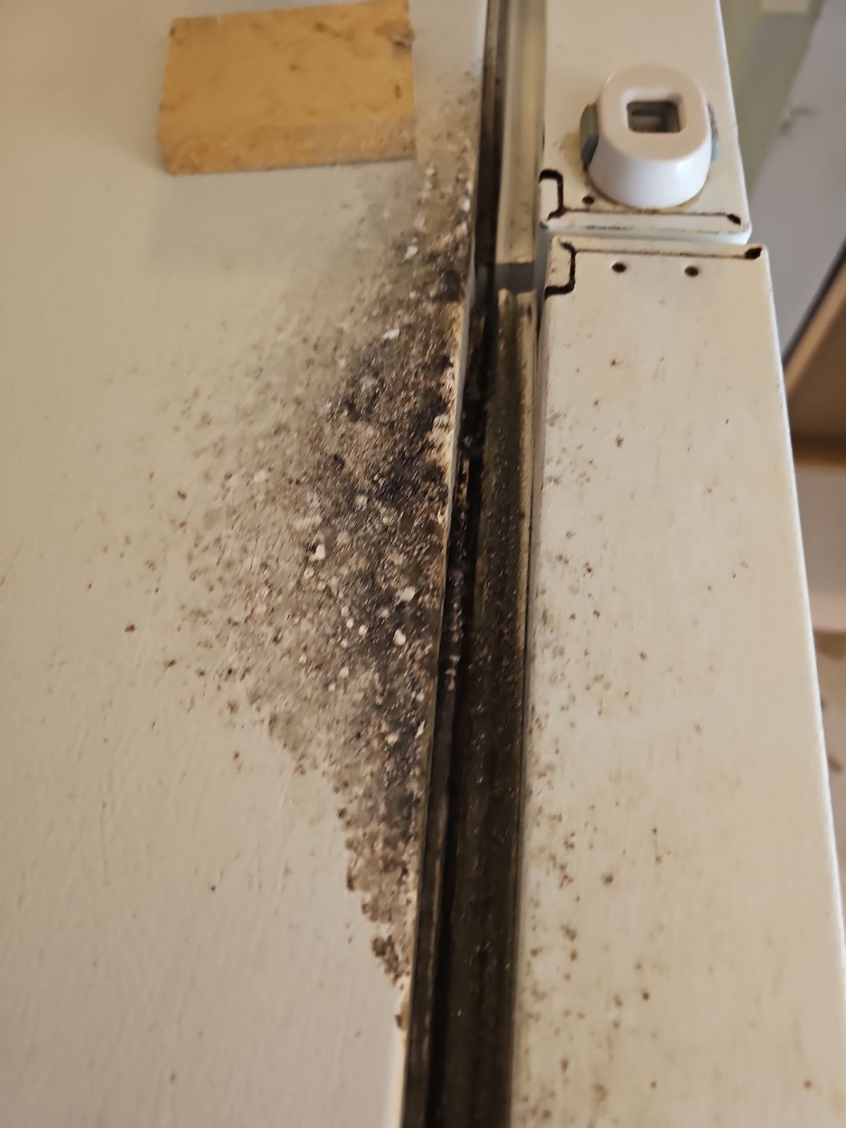 Black mold growth along the back edge of a kitchen base cabinet next to the wall in a Titusville home